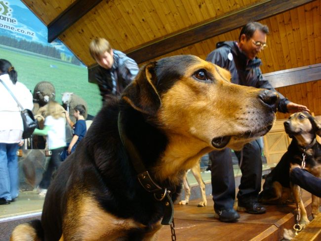ショーが終了し、写真タイムらしく<br /><br />皆さんさまざま撮ってありました。。<br /><br />私は、吠えるワンちゃんを！<br /><br />触ってもOK！なんだけど、この子は、あんまし、好きではなかった。。。<br /><br />これから、羊の囲い込ショーが外であるらしく、ワンちゃん仕事モードだったみたいで。。。<br /><br />