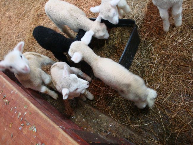 チョット、裏方に案内してもらい、子羊を見学！<br /><br />指をチュウ。チュウ。されます。。。<br />可愛い・・・<br /><br /><br />外に出て、囲い込ショーを人の間から見て、市内に戻ります