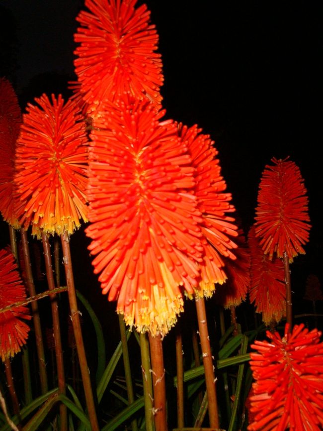 戻ったのは、この花が見たかったから！<br /><br />名前が分からないんだけど、赤い？オレンジかな？綺麗なブラシ状の花