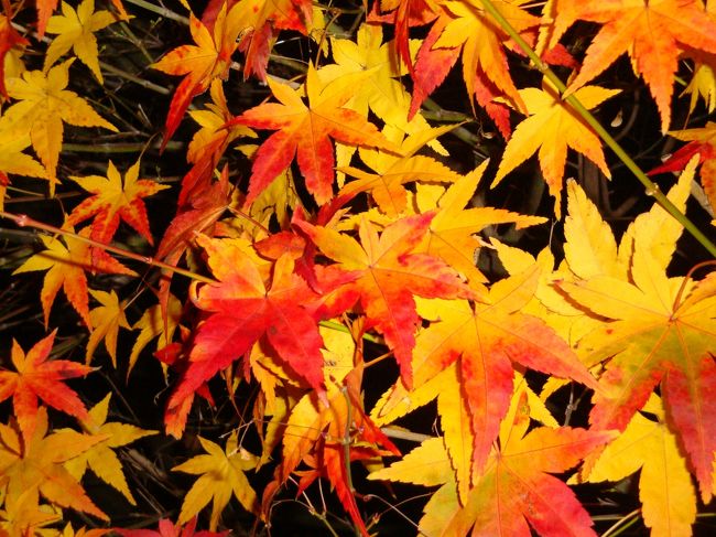 北島は、南島より暖かく、まだ、冬ではなく、秋でした