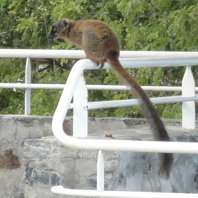 ホテルのプールサイドにも現れるサル。<br /><br />「猿」でいいんだよなぁ・・・<br />