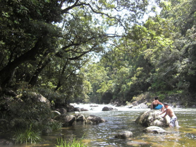 ケアンズから車で1時間半<br /><br />道がクネクネしているので、車酔いしている方もいました。<br /><br />モスマン渓谷に到着。<br /><br />