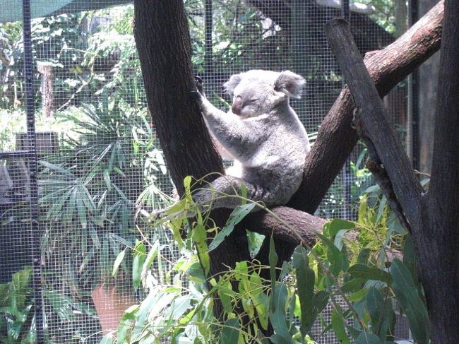 オーストラリアと言ったら、<br /><br />コアラですね☆<br /><br />