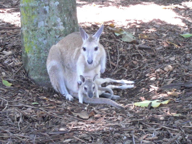 おなかのポケットに子供がいます。<br /><br />ケアンズは春から夏の時期<br /><br />赤ちゃんカンガルーがたくさんいたよ。