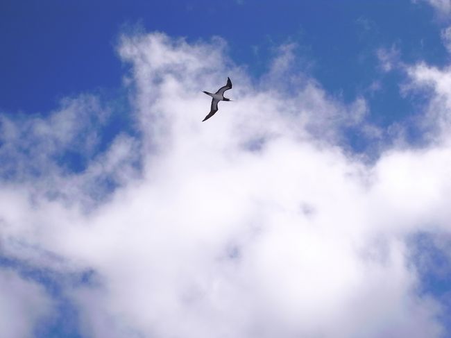 夏空のような雲です。<br />鳥が急降下しては海に突っ込んでいきます。<br />すごーい海が待ってるに違いない！<br />期待が膨らみます。