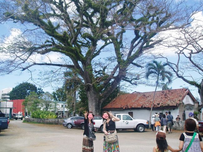 この〜木なんの木気になる木〜♪