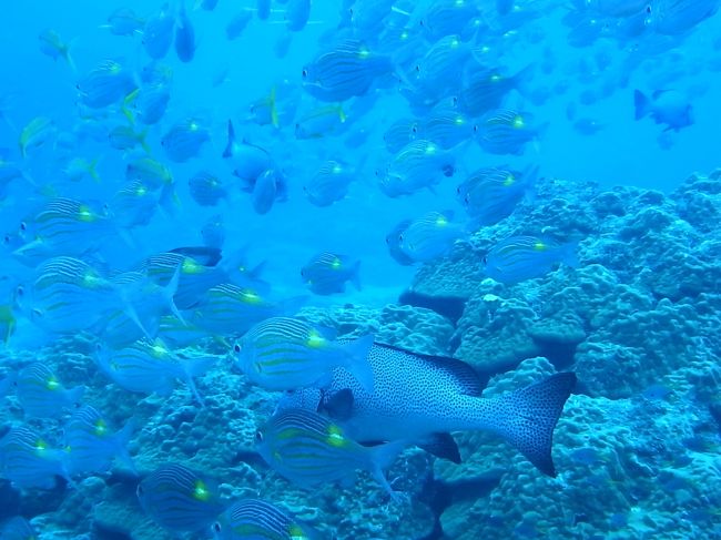 海の中はお魚だらけ、透明度もよし！