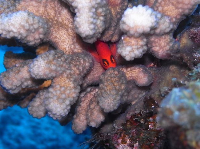 まずは小笠原名物、ベニゴンベ。<br />くっきり黒のアイラインひいてます。<br />隠れてないで出ておいで〜怖くないよ〜<br />