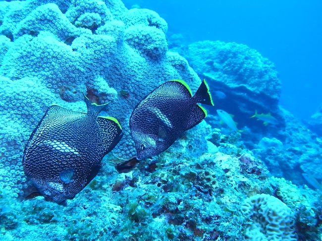 小笠原といえば、やっぱりユウゼン！！<br />毎ダイブ見れるとはいえ、やっぱり固有種に会うのはうれしいです。