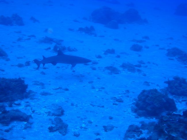 ホワイトチップも普通に見るし。