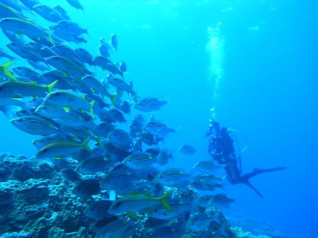 なにより、いつもノコギリダイやらアカヒメジやらが群れてます。