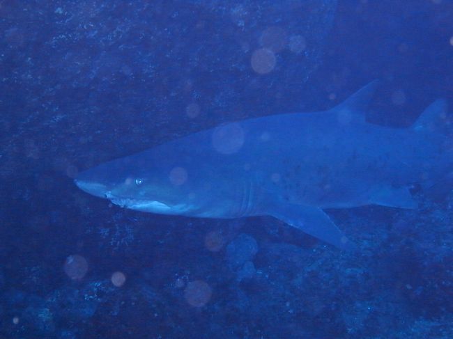 小笠原といえば、シロワニ。（だそうです。）<br />一緒に潜った人はシロワニが見たくて小笠原に来たって言ってました。<br />サメにうとい私としては、シロワニって名前すら初耳だったのですが、でもそんなに名物なら見れてよかった♪<br />凶暴な顔に似合わず、おとなしい性格で、サメ好きダイバーの人気者だそうです。<br /><br /><br />