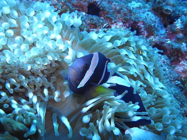 小笠原といえば、黒いクマノミさん。