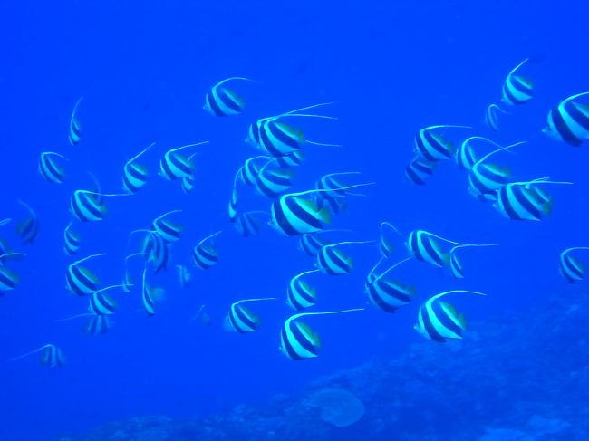 ブンブン？？？<br />名前とは裏腹にすごーい穏やかでした。<br /><br />ムレハタダテダイ、きゃーキレイ！