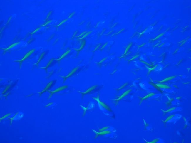 ウメイロも群れとります〜。<br /><br />私、とっても好きかも、このポイント！<br />