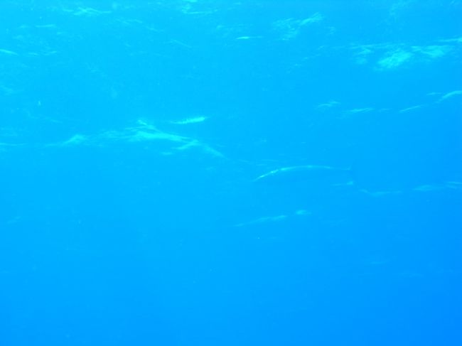 上を見上げると、カマスサワラも泳いでました。<br /><br />今晩のおかずにとボートに戻って早速釣り糸を垂らしますが、、、<br />シーン。。。<br />残念なりぃ。食いたかったよー。