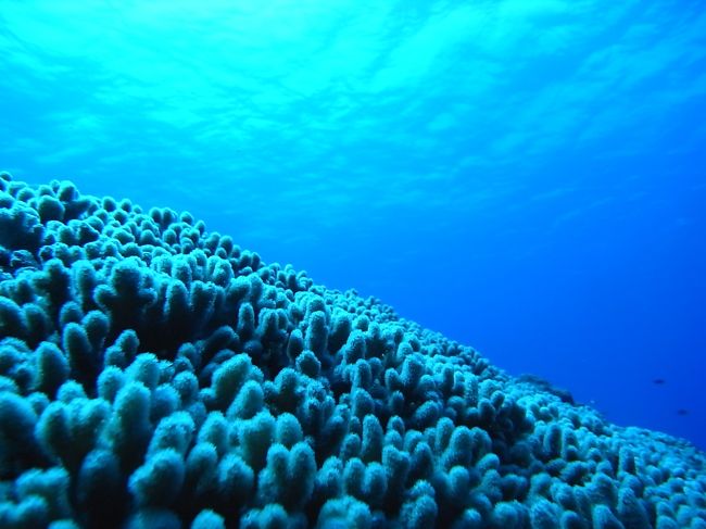 お魚はあんまりいなかったけど、景観は素敵です。