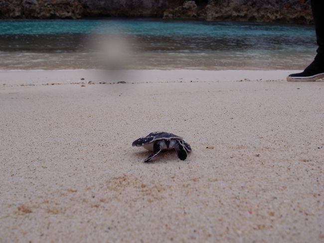 海を目指して頑張れ、頑張れ！！<br /><br />こんな出会いがあるなんて、思ってもみなかっただけに大興奮。<br />ぱたぱた足と手を動かしてる姿は想像以上にキュートでした。