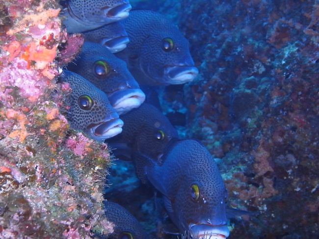 くちびるーーーーー！！<br /><br />あー、笑ったー。<br />（アジアコショーダイたちでした。）