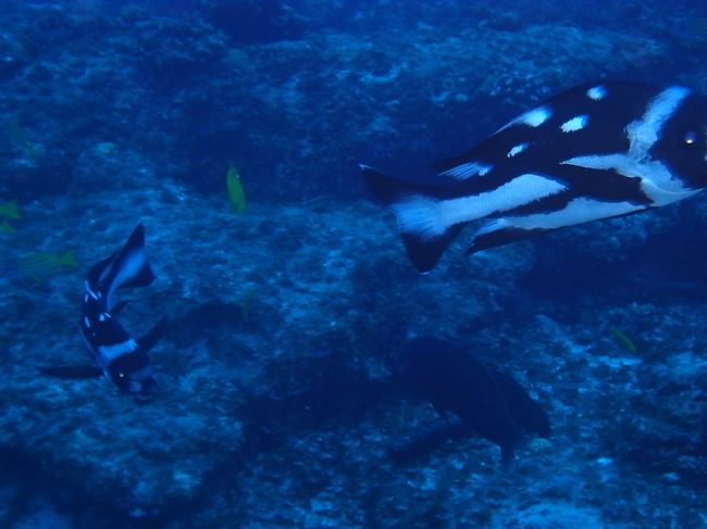 マダラタルミの幼魚、図鑑では見たことあったけど、初めてお目にかかりました。<br />Ｎｉｃｅ　ｔｏ　ｍｅｅｔ　ｙｏｕ♪