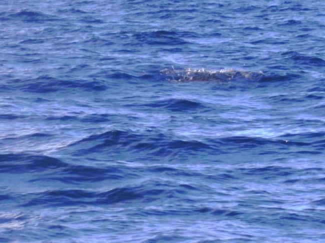 音のする方に船を走らせ、ブローを探します。<br />そしたら、いるじゃーん。２頭並んで、親子だったかな。<br />カメラを取りに戻らず肉眼で脳裏に焼き付けました。<br /><br />そして別方向にも、もう１頭発見。<br />イルカ並みに小さなマッコウ。産まれてまもない赤ちゃんかしら。<br />初めて見る生マッコウ、もっとじっくり見たかったー。<br />でも会えてうれしかたったよ、ありがとう！<br /><br />今度は私も海の中からお姿拝見したいわ。<br />でっかい頭とちょこんとついてる胸ビレ、ぶさかわいい姿を拝ませてね。