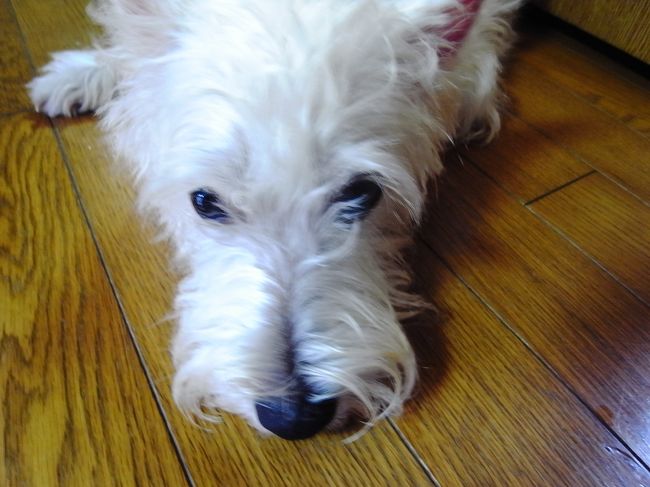 あ、イルカに会えてなかった。<br />でも、御蔵でいっぱい会ったし、まぁいいか。<br /><br />代わりにといっちゃぁなんですが、こちらはフィッシュアイの看板犬、エールです。<br />散歩はあんまり好きじゃないのぉ。<br />