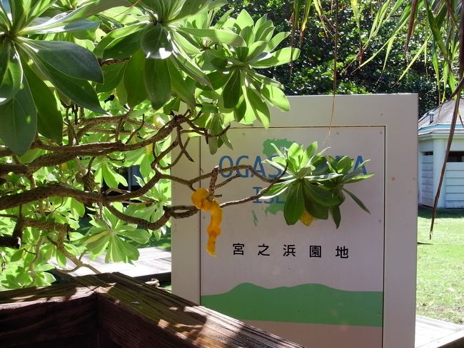 最終日、ラスト２diveに行ってる人達もいますが、私はビーチでのんびり。<br />宿から歩いて１５分ぐらいのところにある宮之浜にやってきました。<br />毎日、せっせとダイビングに出かけてたので、最終日は朝ごはん食べた後、テレビみたり少しゆっくりしてからお出かけです。