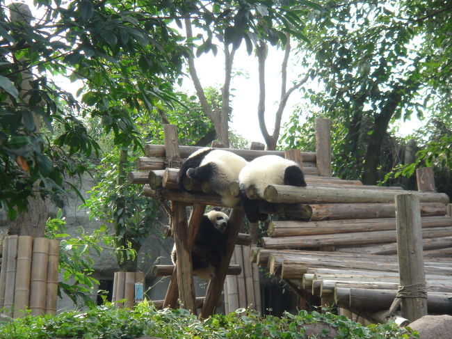 上の2匹は本気で寝てるみたいです。<br /><br />こういう丸太の上で寝るのが好きみたいです。<br />この子達は、身長１ｍくらいかな？