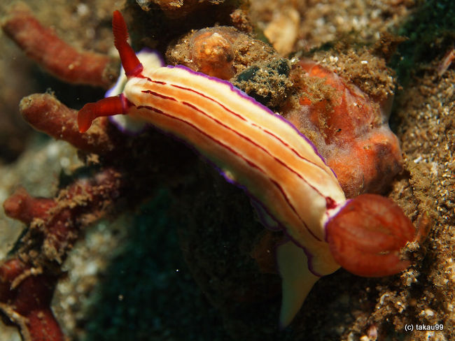 Hypselodoris emma<br />ヒュプセロドーリス・エマ