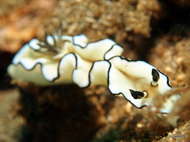 Glossodoris atromarginata<br />キイロウミウシ<br />