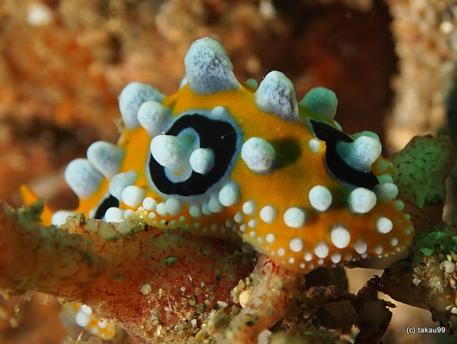 Phyllidia ocellata<br />キイロイボウミウシ