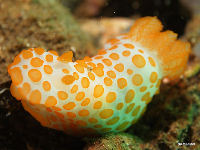 Gymnodoris rubropapulosa<br />キイボキヌハダウミウシ