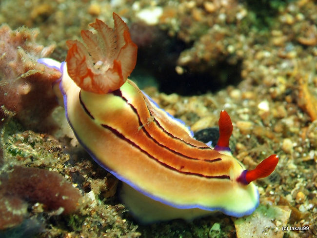 Hypselodoris emma<br />ヒュプセロドーリス・エマ