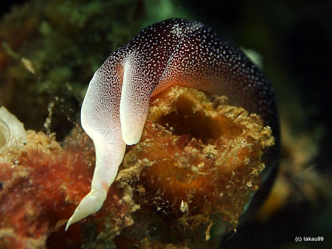 Chelinodura amoena<br />チェリノドゥラ・アモエナ<br />