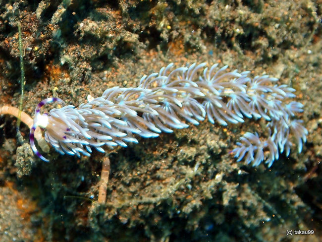 Pteraeolidia ianthina<br />ムカデミノウミウシ