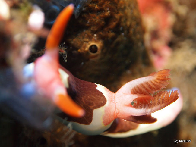 Nembrotha rutilans<br />ネムブロータ・ルチランス