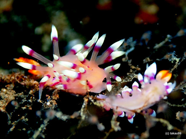 Flabellina exoptata<br />アデヤカミノウミウシ