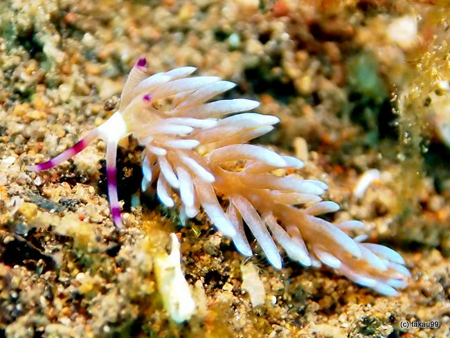 Flabellina rubrolineolata