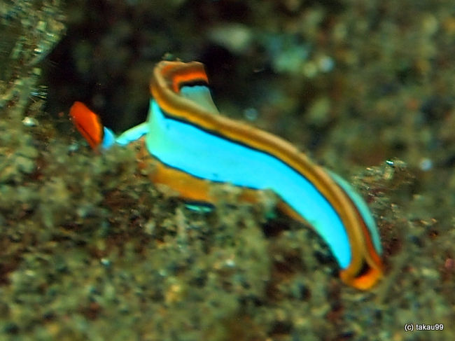 Thuridilla lineolata<br />ツリディラ・リネオラータ