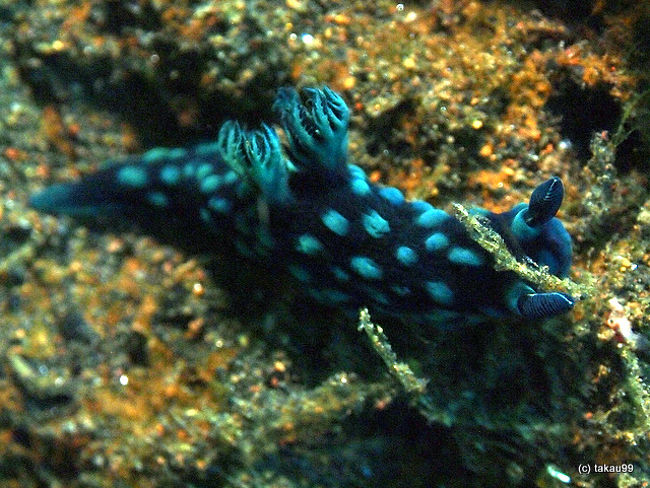 Nembrotha cristata<br />トサカリュウグウウミウシ