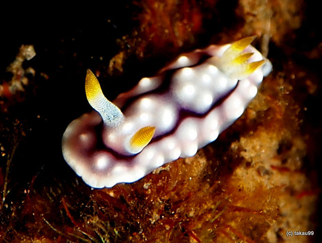 Chromodoris geométrica<br />キカモヨウウミウシ