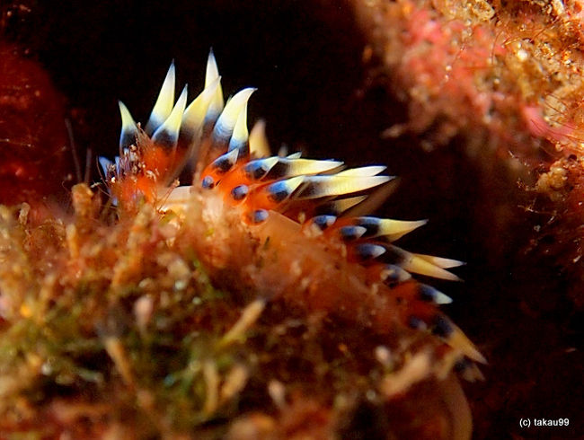 Phidiana indica<br />ヒブサミノウミウシ<br />