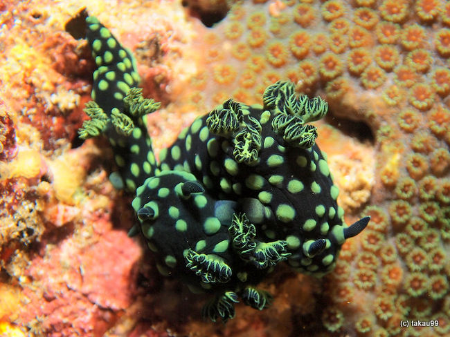 Nembrotha cristata<br />トサカリュウグウウミウシ