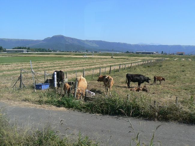 路線バスの車窓から<br /><br />温泉街から内牧駅へ向かう途中で撮影。茶色っぽい方が阿蘇特産の「あか牛」です。<br />