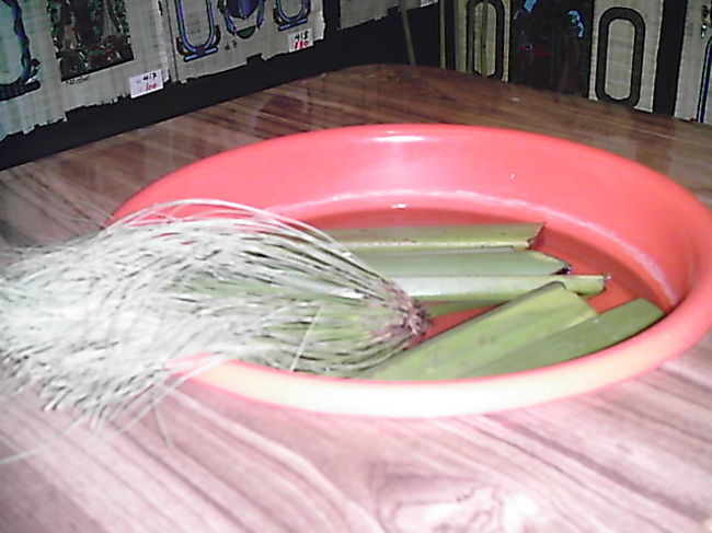 パピルス屋さん<br />洗面器の中の植物がパピルス。