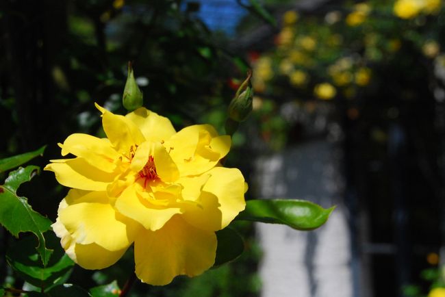 花の国オランダ ～ ヨーロッパ最大規模の庭園《アルセン城》で花