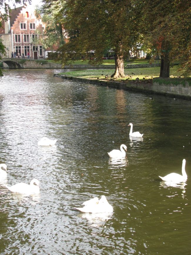 愛に湖の上流の運河には白鳥がいました