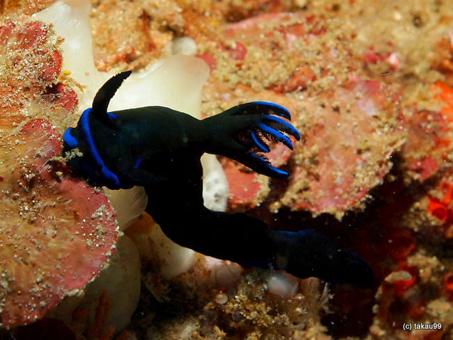 Tambja morosa<br />ミドリリュウグウウミウシ