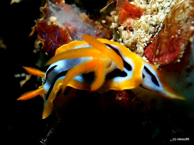 Chromodoris strigata<br />シボリイロウミウシ