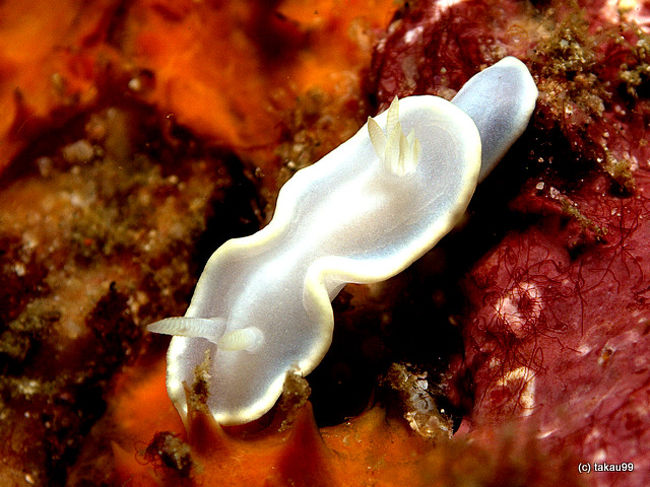 Glossodoris pallida<br />シロタエイロウミウシ